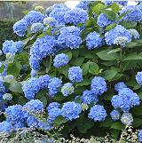visit gales garden center in maple heights for your landscaping gardening and bird feeding needs - Gales Garden Center visit gales garden center in maple heights for your landscaping gardening and bird feeding needs - Gales Garden Center